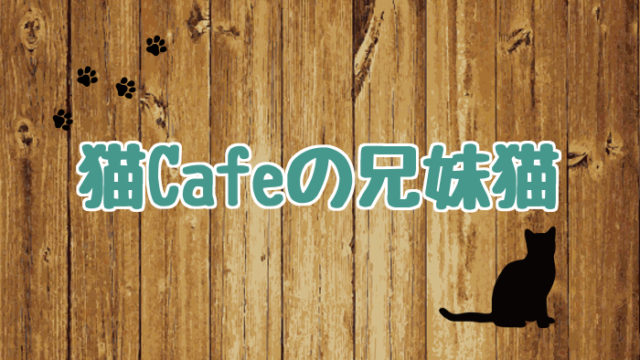 ブログ_アイキャッチ_猫Cafeの兄妹猫