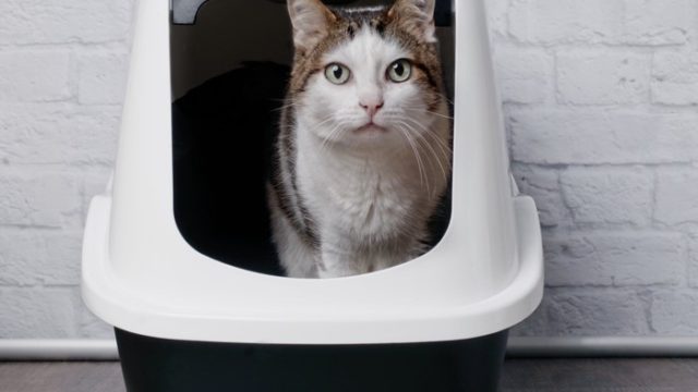 猫トイレで排泄中の猫